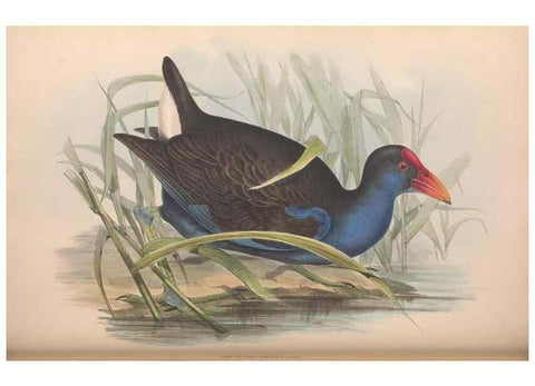 Reproducción/Reproduction 36765055826: The birds of Australia.. London,Printed by R. and J. E. Taylor; pub. by the author,[1840]-48.