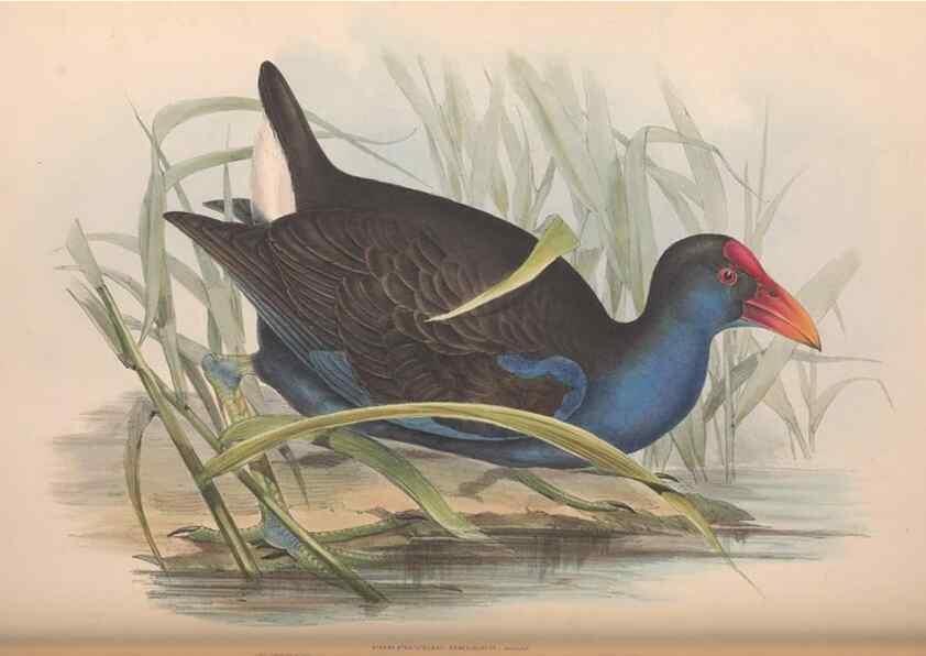 Reproducción/Reproduction 36765055826: The birds of Australia.. London,Printed by R. and J. E. Taylor; pub. by the author,[1840]-48.
