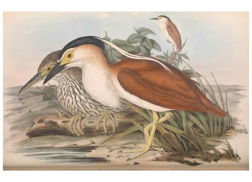 Reproducción/Reproduction 36118106064: The birds of Australia.. London,Printed by R. and J. E. Taylor; pub. by the author,[1840]-48.