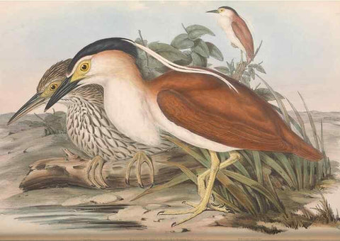 Reproducción/Reproduction 36118106064: The birds of Australia.. London,Printed by R. and J. E. Taylor; pub. by the author,[1840]-48.