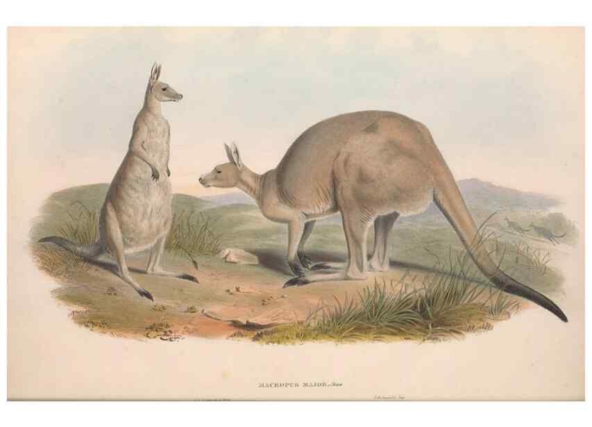 Reproducción/Reproduction 36767876466: The mammals of Australia.. London,Printed by Taylor and Francis, pub. by the author,1863.