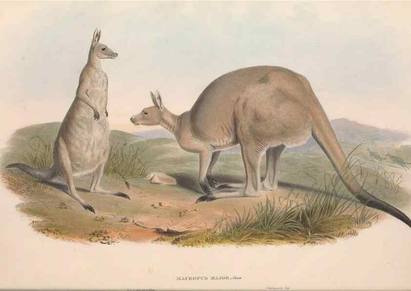 Reproducción/Reproduction 36767876466: The mammals of Australia.. London,Printed by Taylor and Francis, pub. by the author,1863.