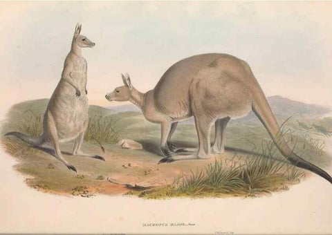 Reproducción/Reproduction 36767876466: The mammals of Australia.. London,Printed by Taylor and Francis, pub. by the author,1863.