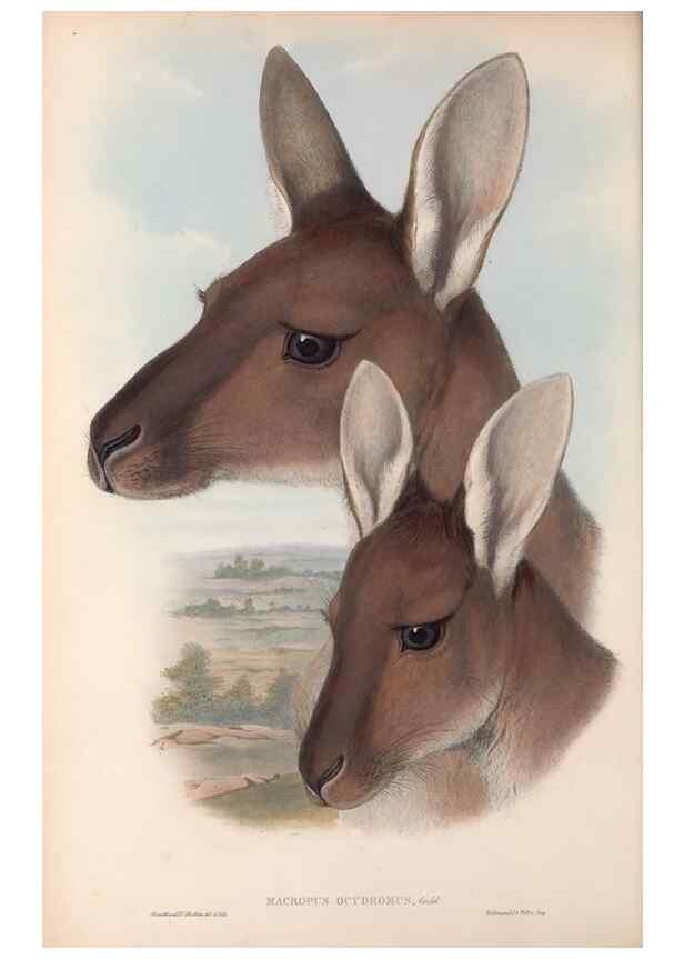 Reproducción/Reproduction 36147033503: The mammals of Australia.. London,Printed by Taylor and Francis, pub. by the author,1863.