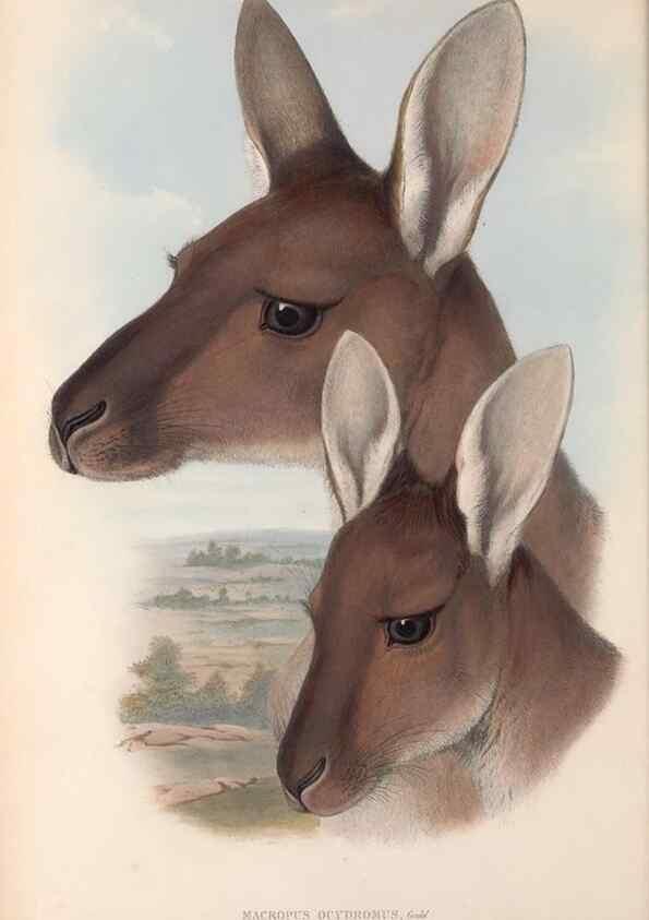 Reproducción/Reproduction 36147033503: The mammals of Australia.. London,Printed by Taylor and Francis, pub. by the author,1863.