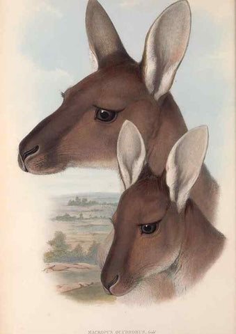 Reproducción/Reproduction 36147033503: The mammals of Australia.. London,Printed by Taylor and Francis, pub. by the author,1863.