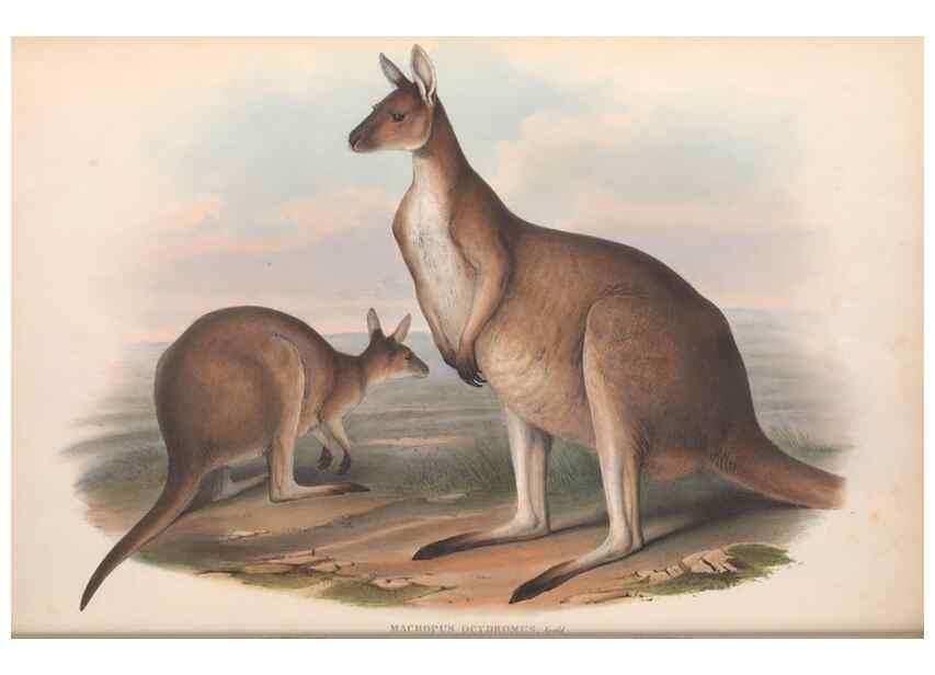 Reproducción/Reproduction 36147035573: The mammals of Australia.. London,Printed by Taylor and Francis, pub. by the author,1863.