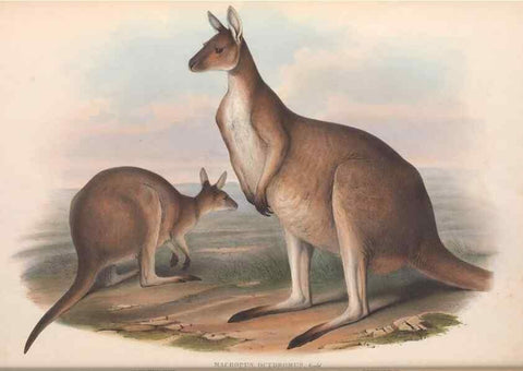 Reproducción/Reproduction 36147035573: The mammals of Australia.. London,Printed by Taylor and Francis, pub. by the author,1863.
