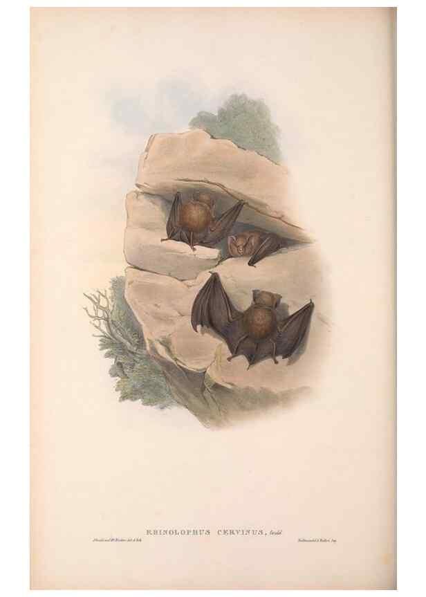 Reproducción/Reproduction 36147516903: The mammals of Australia.. London,Printed by Taylor and Francis, pub. by the author,1863.