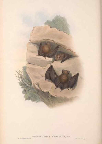 Reproducción/Reproduction 36147516903: The mammals of Australia.. London,Printed by Taylor and Francis, pub. by the author,1863.