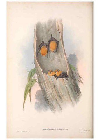 Reproducción/Reproduction 36147518693: The mammals of Australia.. London,Printed by Taylor and Francis, pub. by the author,1863.
