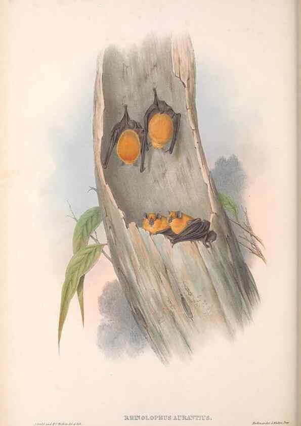 Reproducción/Reproduction 36147518693: The mammals of Australia.. London,Printed by Taylor and Francis, pub. by the author,1863.