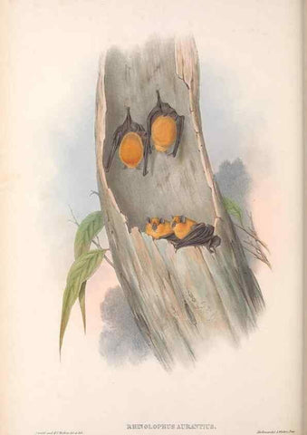 Reproducción/Reproduction 36147518693: The mammals of Australia.. London,Printed by Taylor and Francis, pub. by the author,1863.