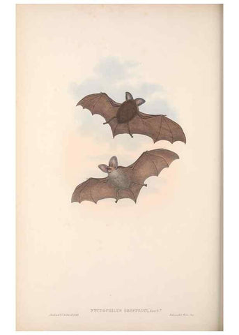 Reproducción/Reproduction 36147520743: The mammals of Australia.. London,Printed by Taylor and Francis, pub. by the author,1863.