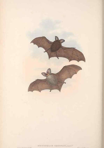 Reproducción/Reproduction 36147520743: The mammals of Australia.. London,Printed by Taylor and Francis, pub. by the author,1863.
