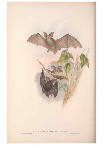 Reproducción/Reproduction 36147522693: The mammals of Australia.. London,Printed by Taylor and Francis, pub. by the author,1863.