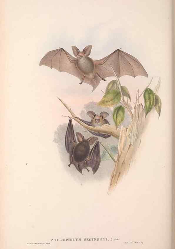 Reproducción/Reproduction 36147522693: The mammals of Australia.. London,Printed by Taylor and Francis, pub. by the author,1863.