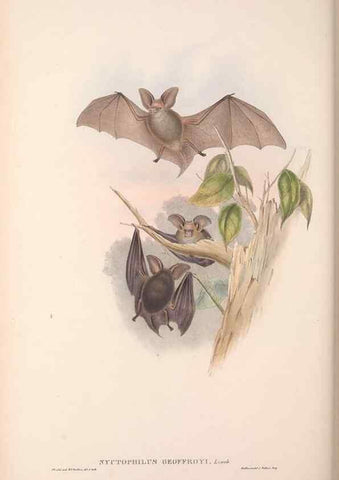 Reproducción/Reproduction 36147522693: The mammals of Australia.. London,Printed by Taylor and Francis, pub. by the author,1863.