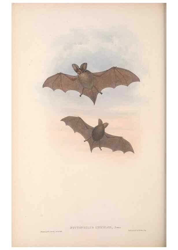Reproducción/Reproduction 36147524853: The mammals of Australia.. London,Printed by Taylor and Francis, pub. by the author,1863.