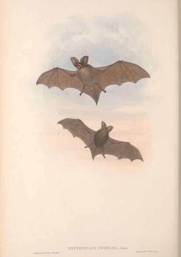 Reproducción/Reproduction 36147524853: The mammals of Australia.. London,Printed by Taylor and Francis, pub. by the author,1863.