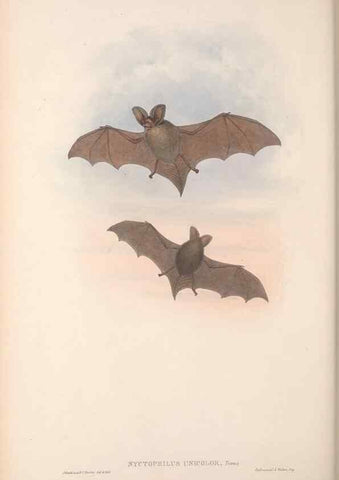 Reproducción/Reproduction 36147524853: The mammals of Australia.. London,Printed by Taylor and Francis, pub. by the author,1863.