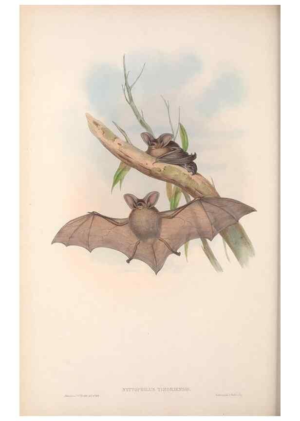 Reproducción/Reproduction 36147526883: The mammals of Australia.. London,Printed by Taylor and Francis, pub. by the author,1863.