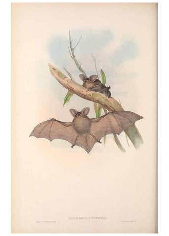 Reproducción/Reproduction 36147526883: The mammals of Australia.. London,Printed by Taylor and Francis, pub. by the author,1863.