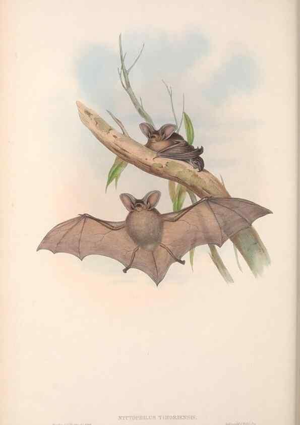Reproducción/Reproduction 36147526883: The mammals of Australia.. London,Printed by Taylor and Francis, pub. by the author,1863.
