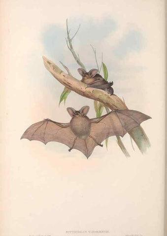 Reproducción/Reproduction 36147526883: The mammals of Australia.. London,Printed by Taylor and Francis, pub. by the author,1863.