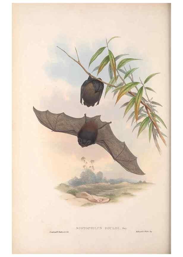 Reproducción/Reproduction 36147529153: The mammals of Australia.. London,Printed by Taylor and Francis, pub. by the author,1863.