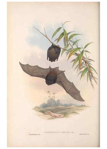 Reproducción/Reproduction 36147529153: The mammals of Australia.. London,Printed by Taylor and Francis, pub. by the author,1863.