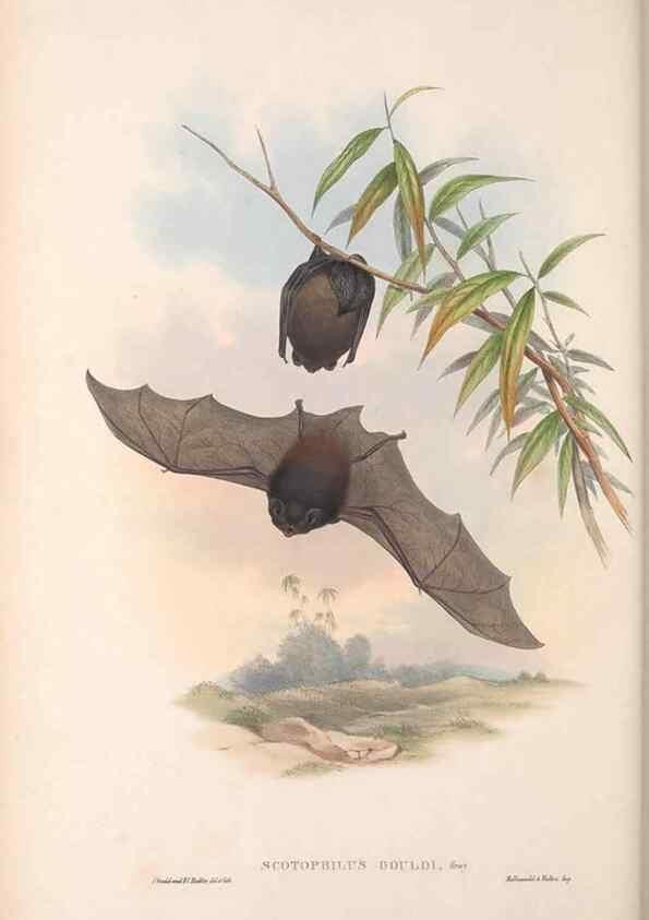 Reproducción/Reproduction 36147529153: The mammals of Australia.. London,Printed by Taylor and Francis, pub. by the author,1863.