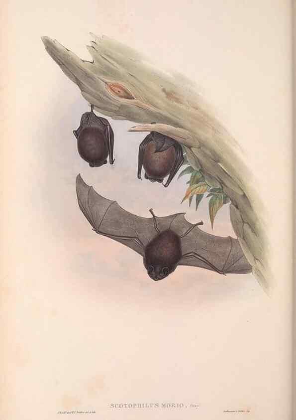 Reproducción/Reproduction 36147530533: The mammals of Australia.. London,Printed by Taylor and Francis, pub. by the author,1863.