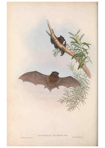 Reproducción/Reproduction 36147531763: The mammals of Australia.. London,Printed by Taylor and Francis, pub. by the author,1863.