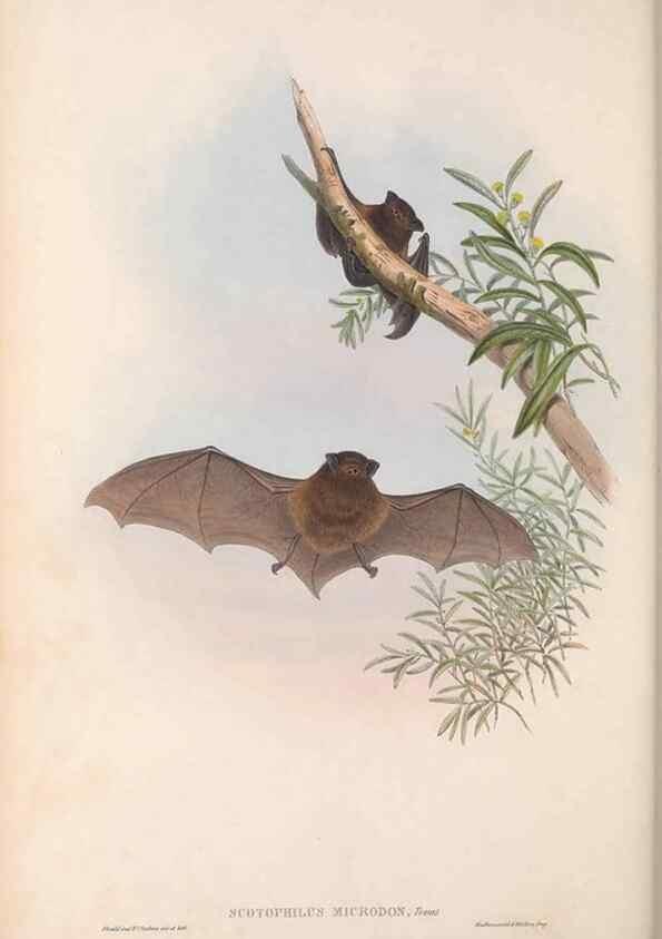Reproducción/Reproduction 36147531763: The mammals of Australia.. London,Printed by Taylor and Francis, pub. by the author,1863.