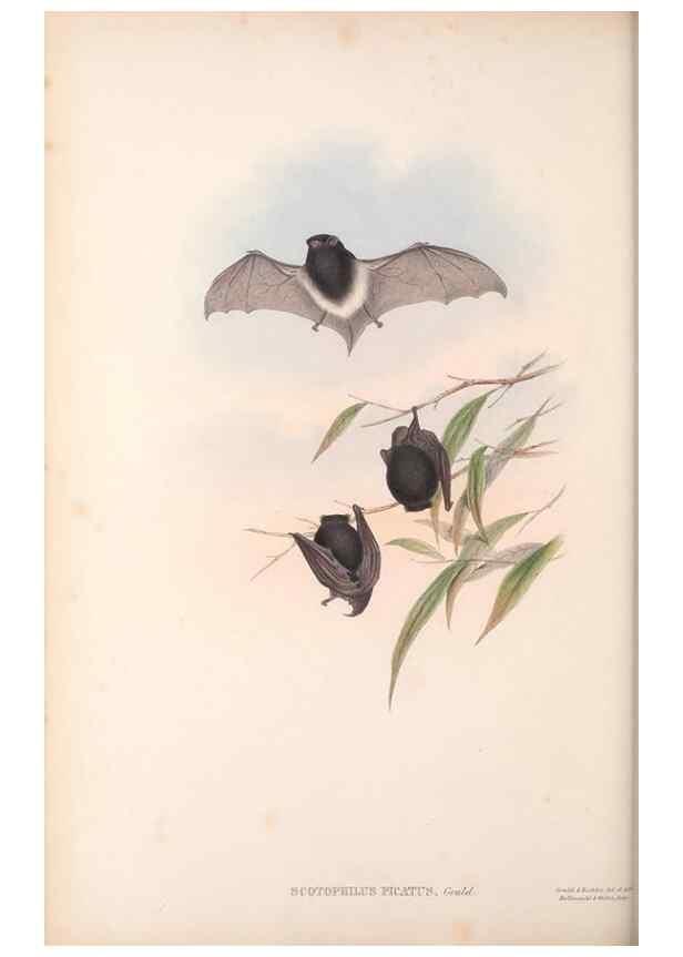 Reproducción/Reproduction 36147533563: The mammals of Australia.. London,Printed by Taylor and Francis, pub. by the author,1863.