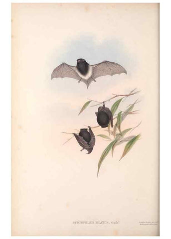 Reproducción/Reproduction 36147533563: The mammals of Australia.. London,Printed by Taylor and Francis, pub. by the author,1863.
