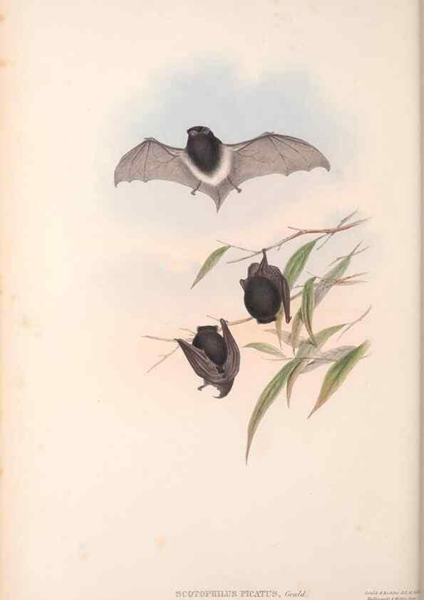 Reproducción/Reproduction 36147533563: The mammals of Australia.. London,Printed by Taylor and Francis, pub. by the author,1863.