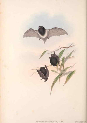 Reproducción/Reproduction 36147533563: The mammals of Australia.. London,Printed by Taylor and Francis, pub. by the author,1863.