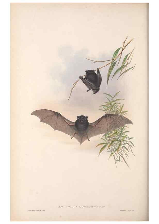 Reproducción/Reproduction 36147535033: The mammals of Australia.. London,Printed by Taylor and Francis, pub. by the author,1863.