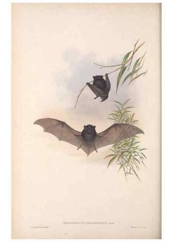 Reproducción/Reproduction 36147535033: The mammals of Australia.. London,Printed by Taylor and Francis, pub. by the author,1863.
