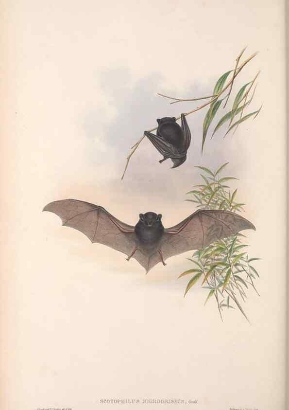 Reproducción/Reproduction 36147535033: The mammals of Australia.. London,Printed by Taylor and Francis, pub. by the author,1863.