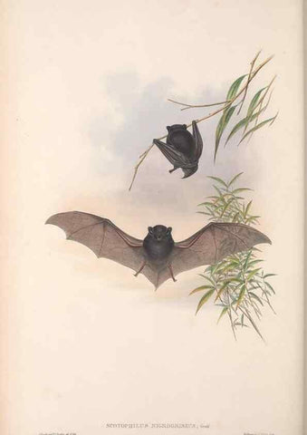 Reproducción/Reproduction 36147535033: The mammals of Australia.. London,Printed by Taylor and Francis, pub. by the author,1863.
