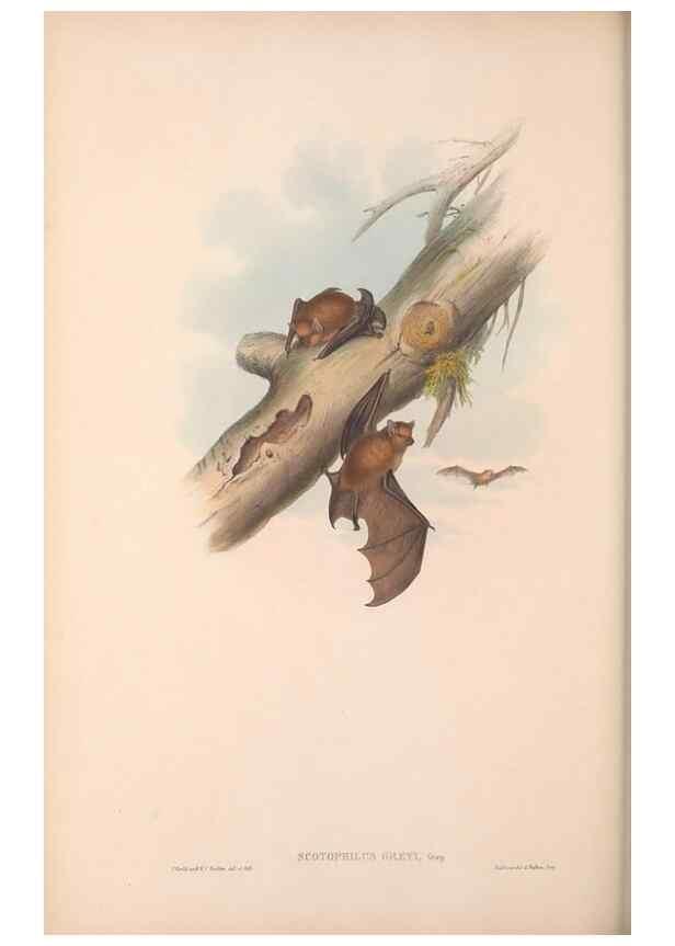 Reproducción/Reproduction 36147536513: The mammals of Australia.. London,Printed by Taylor and Francis, pub. by the author,1863.
