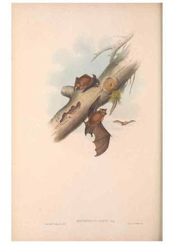 Reproducción/Reproduction 36147536513: The mammals of Australia.. London,Printed by Taylor and Francis, pub. by the author,1863.