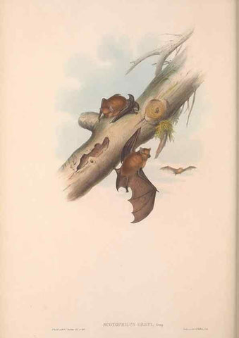 Reproducción/Reproduction 36147536513: The mammals of Australia.. London,Printed by Taylor and Francis, pub. by the author,1863.