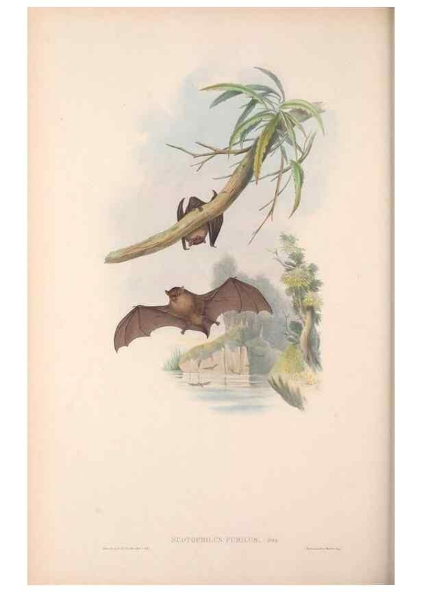 Reproducción/Reproduction 36147538143: The mammals of Australia.. London,Printed by Taylor and Francis, pub. by the author,1863.