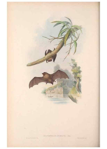 Reproducción/Reproduction 36147538143: The mammals of Australia.. London,Printed by Taylor and Francis, pub. by the author,1863.