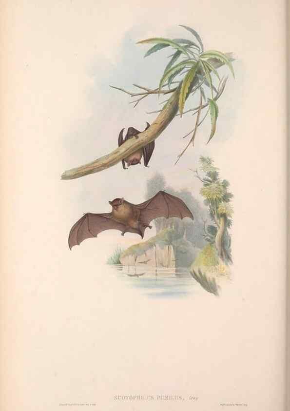Reproducción/Reproduction 36147538143: The mammals of Australia.. London,Printed by Taylor and Francis, pub. by the author,1863.