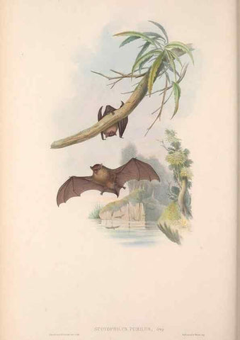 Reproducción/Reproduction 36147538143: The mammals of Australia.. London,Printed by Taylor and Francis, pub. by the author,1863.